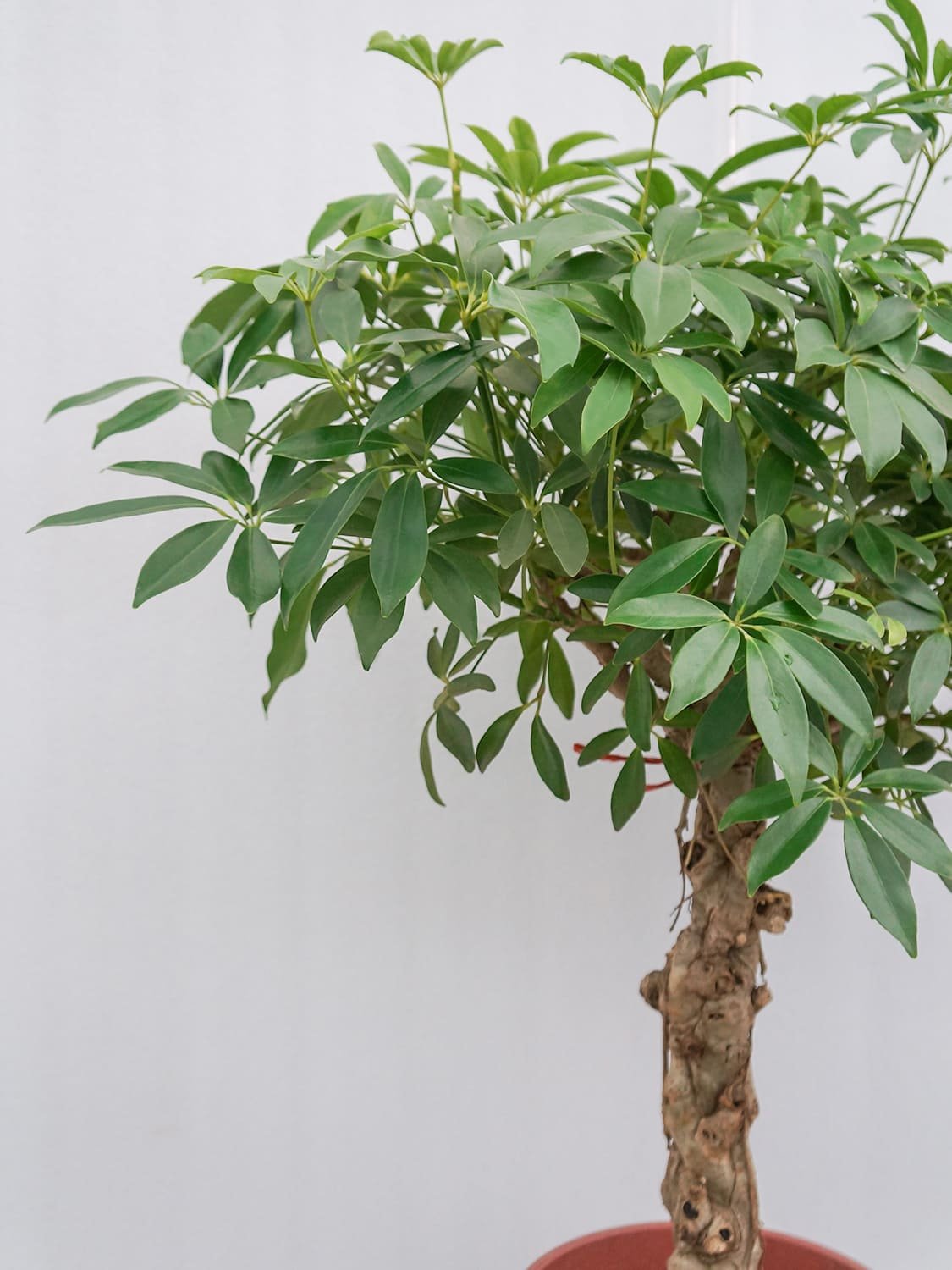 Schefflera Taiwaniana