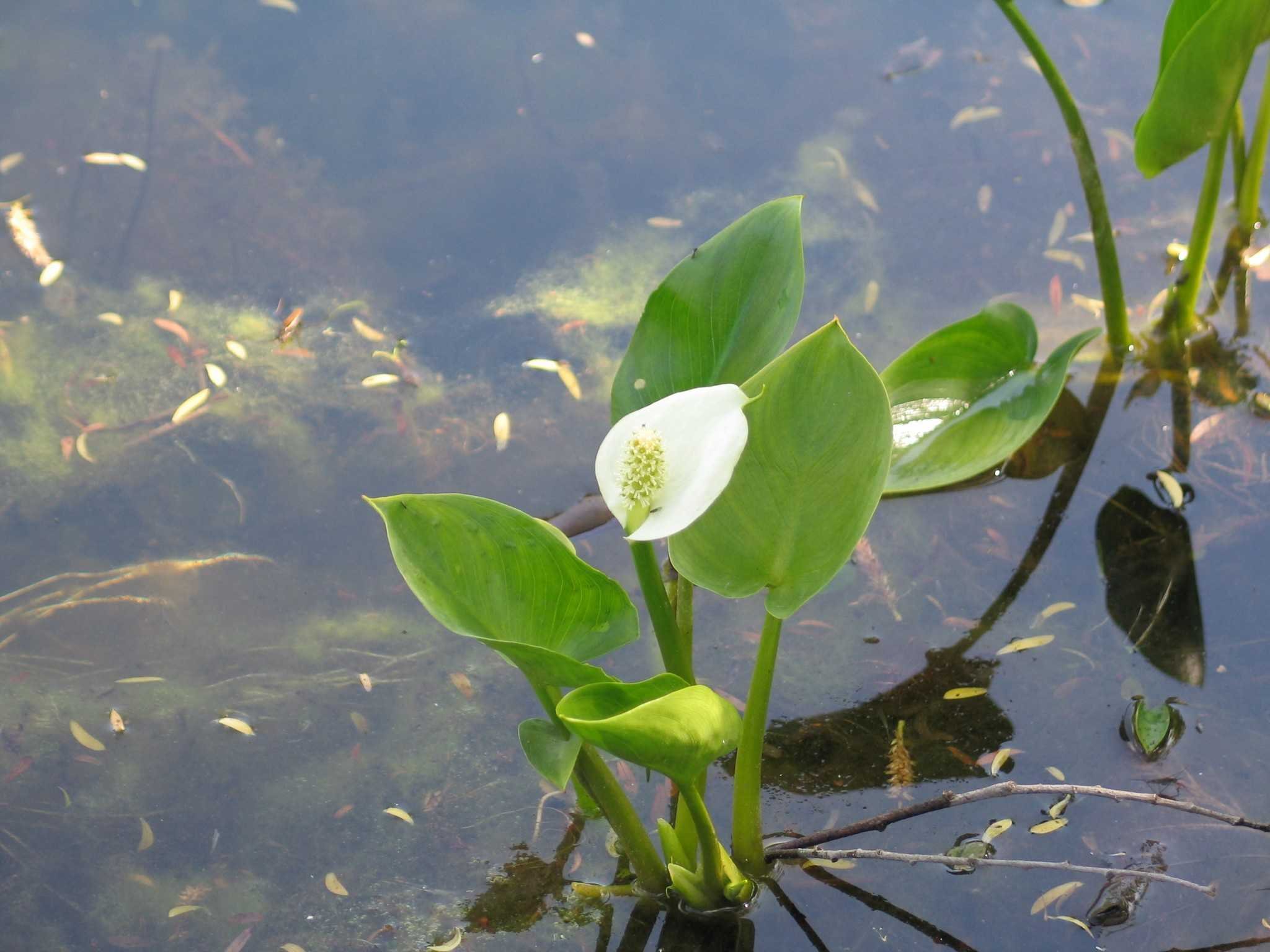 Водные растения озера. Белокрыльник болотный Calla palustris Калла Болотная. Белокрыльник Ароидные. Калужница белокрыльник. Белокрыльник (Калла).