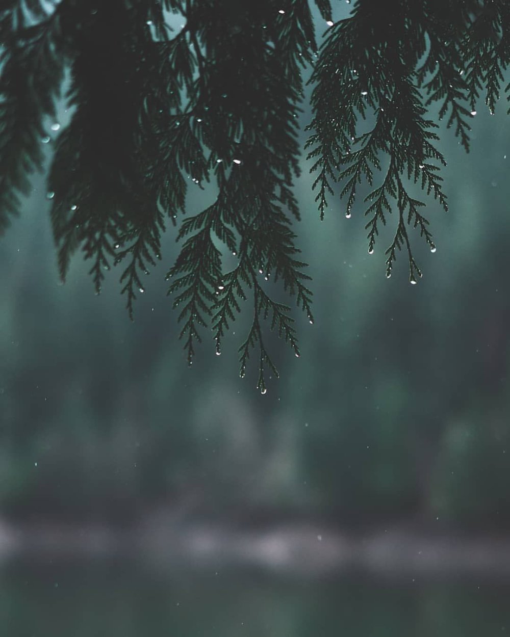 Эстетика дождя в лесу - 65 фото