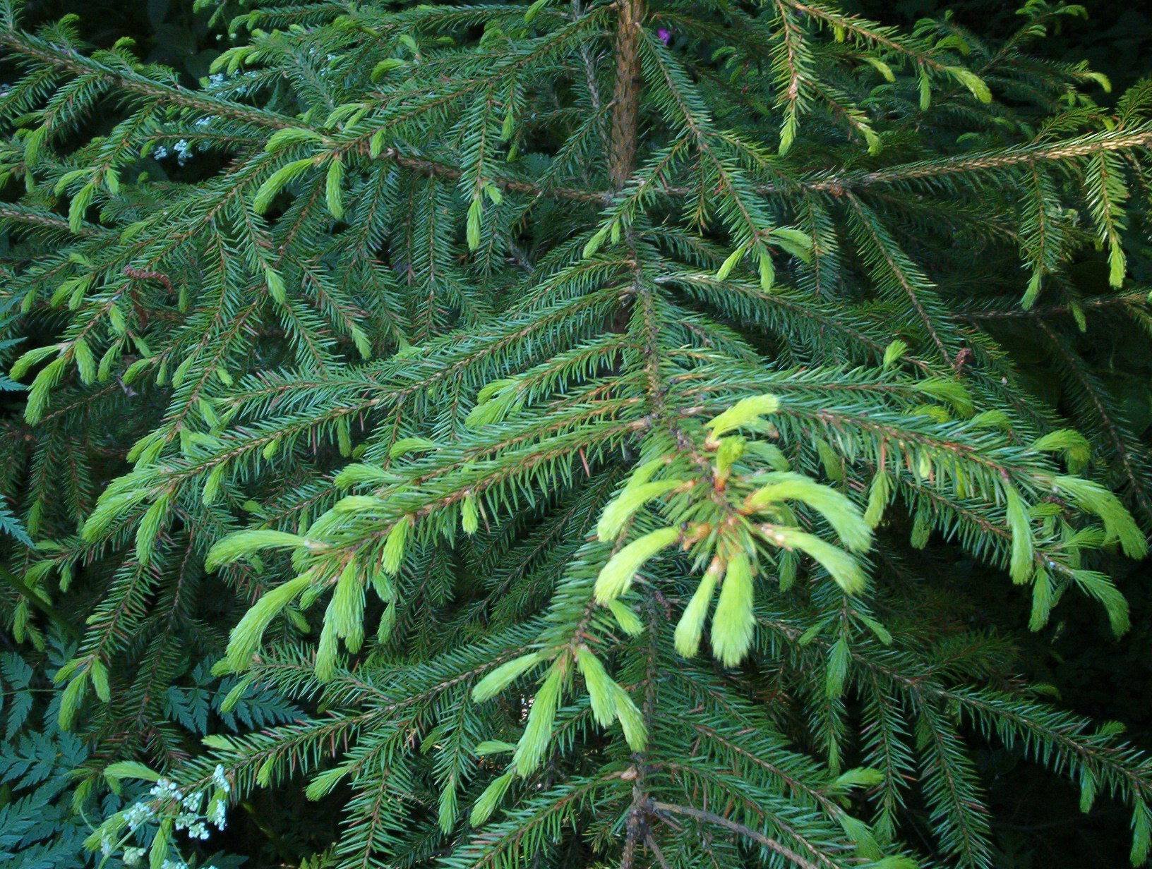 Ель латынь. Ель корейская (Picea koraiensis). Ель Сибирская Picea obovata. Ель обыкновенная Picea Abies 'Rydal'. Синдерелла ель обыкновенная.