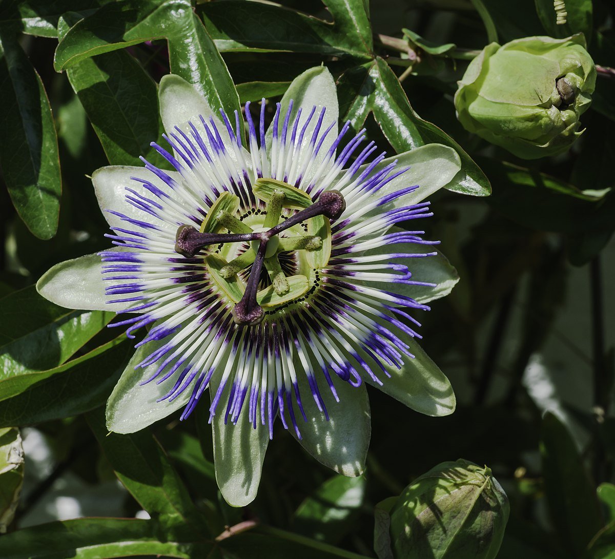 Голубой цветок пассифлора