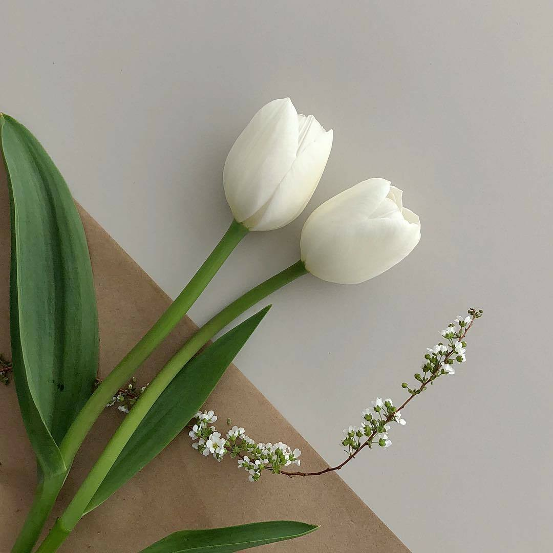 Белые тюльпаны. Белые тюльпаны в саду. Тюльпаны Минимализм. Много белых тюльпанов. Тюльпан самбука