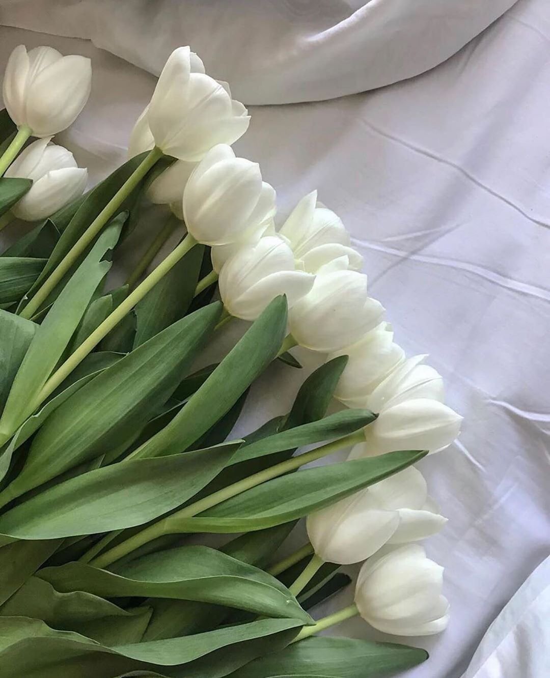 Белые тюльпаны. Тюльпаны Эстетика. Белые тюльпаны букет Эстетика. Эстетичные букеты белых тюльпан. Тюльпан самбука