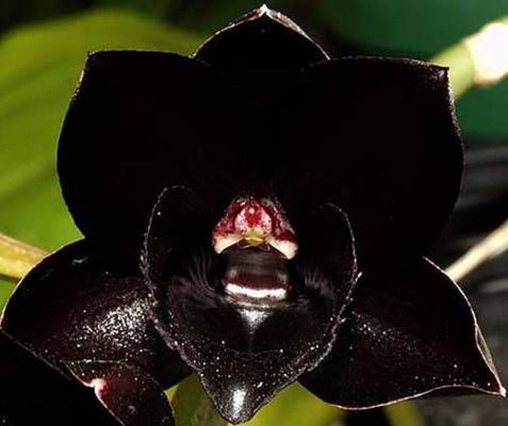 Блэк стрипс орхидея