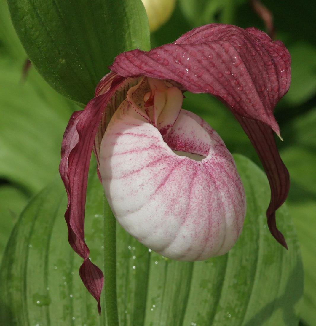 Венерин башмачок фото. Венерин башмачок цветок. Венерин башмачок - Cypripedium. Циприпедиум Филипп. Регина Венерин башмачок.