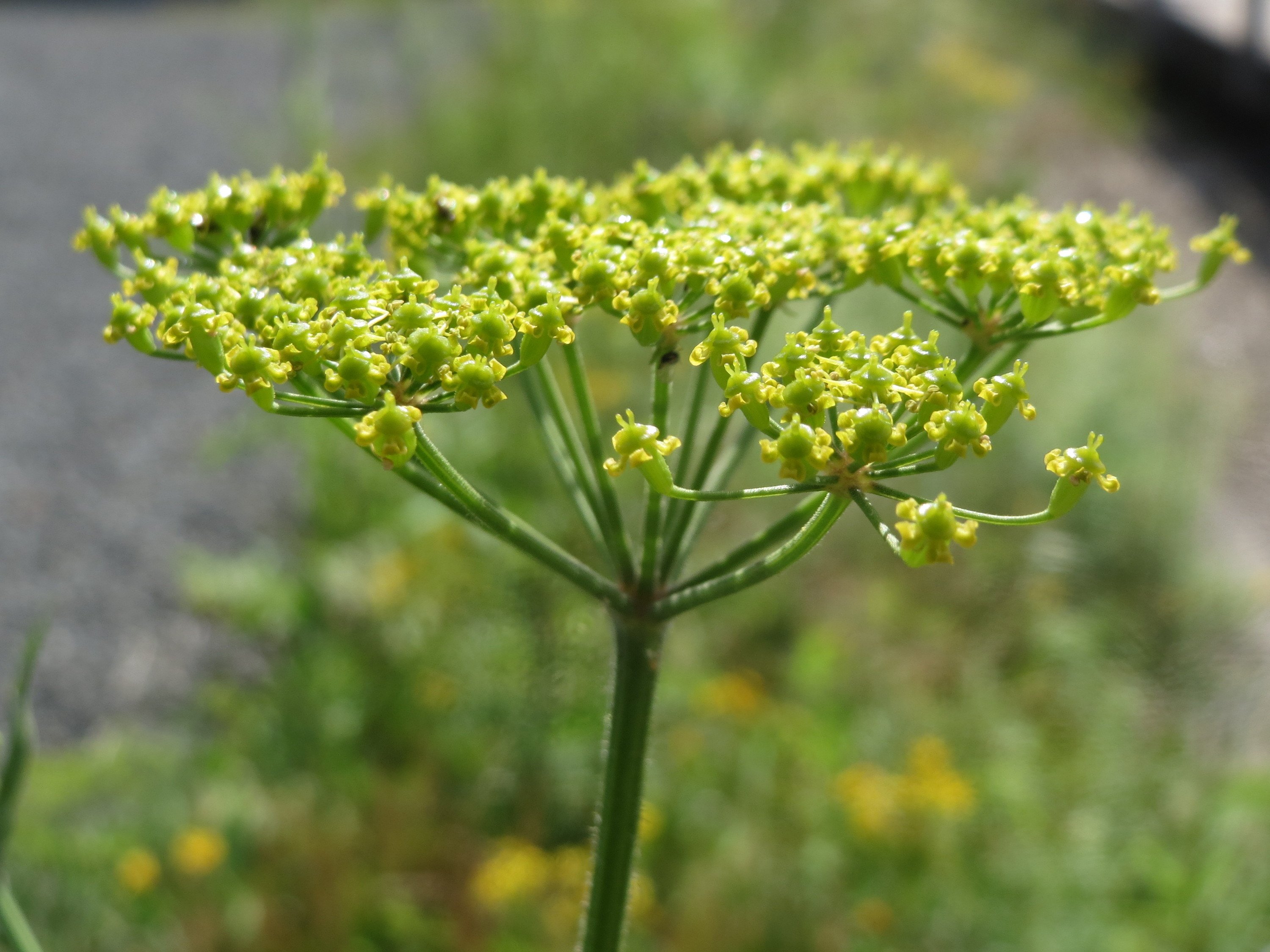 Пастернак посевной (pastinaca Sylvestris)