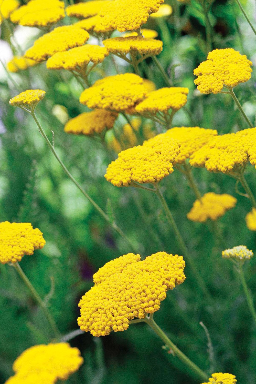 Тысячелистник зонтичный Achillea umbellata