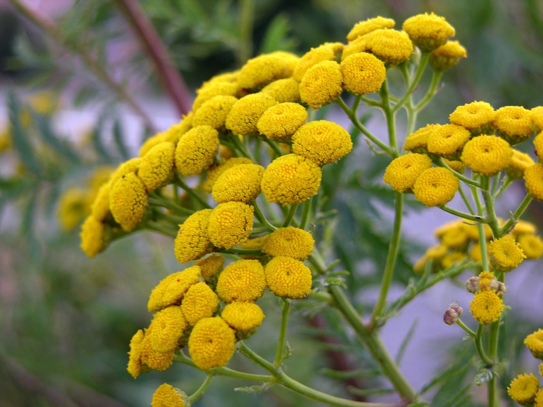 Зонтичные желтые цветки