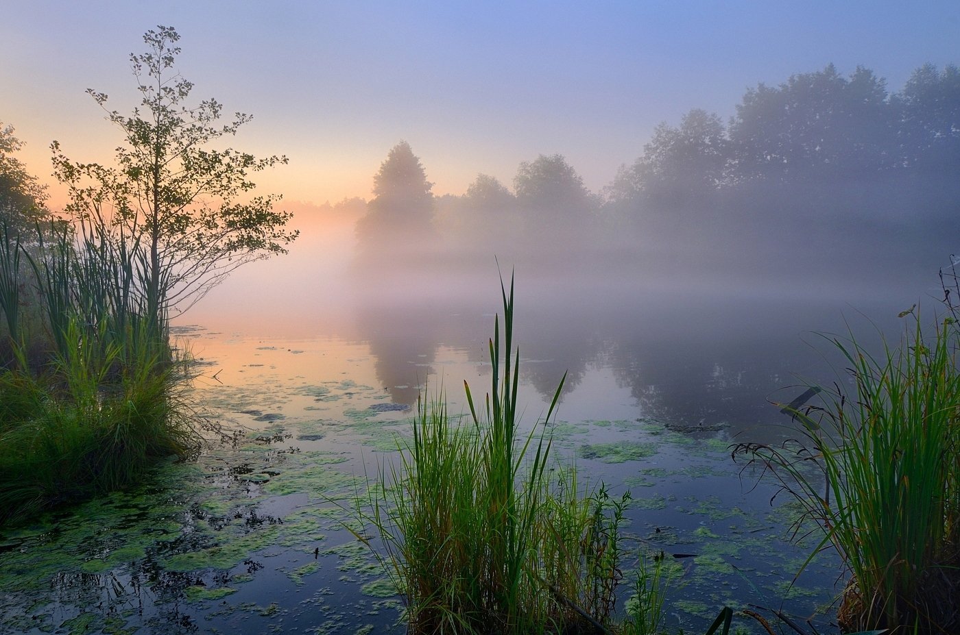 Тиши тиши тишина. Туманное утро Фет. Клязьма река Заря. Камыш в Озерах Карелии. Озеро в тумане.