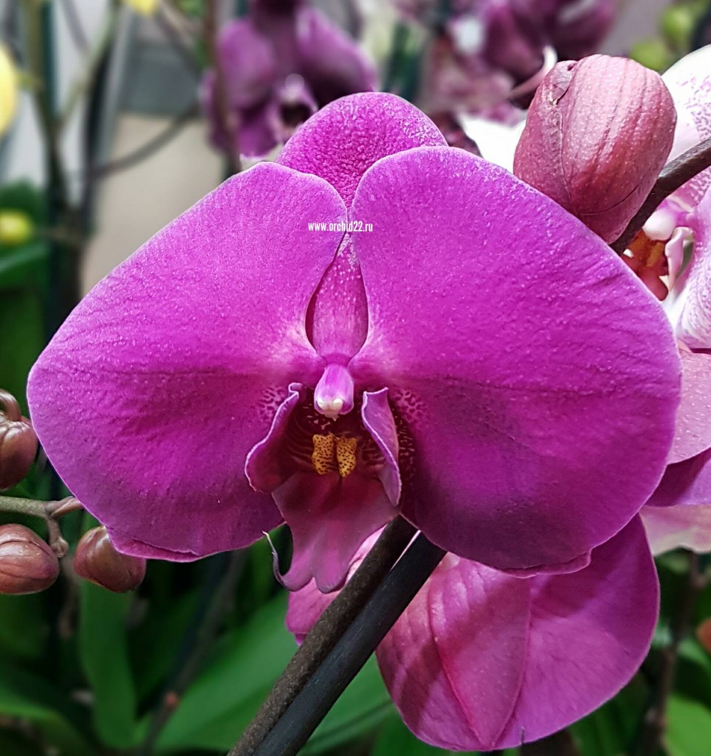 Орхидея Phalaenopsis Hollywood