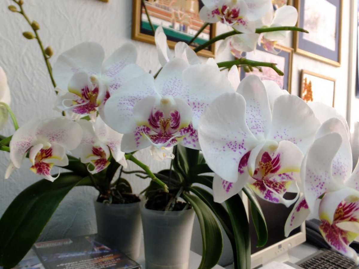 Фаленопсис голливуд орхидея