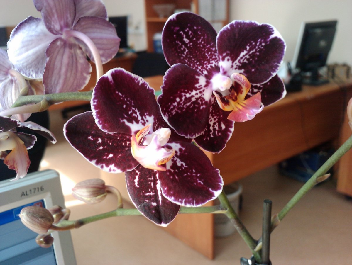 Темно бордовая орхидея фаленопсис