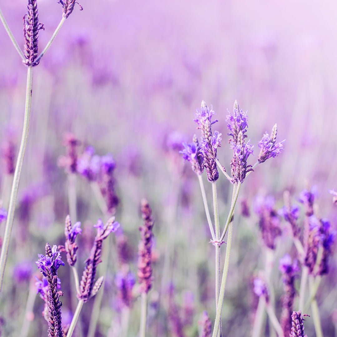 Лаванда Lavender aesthetic