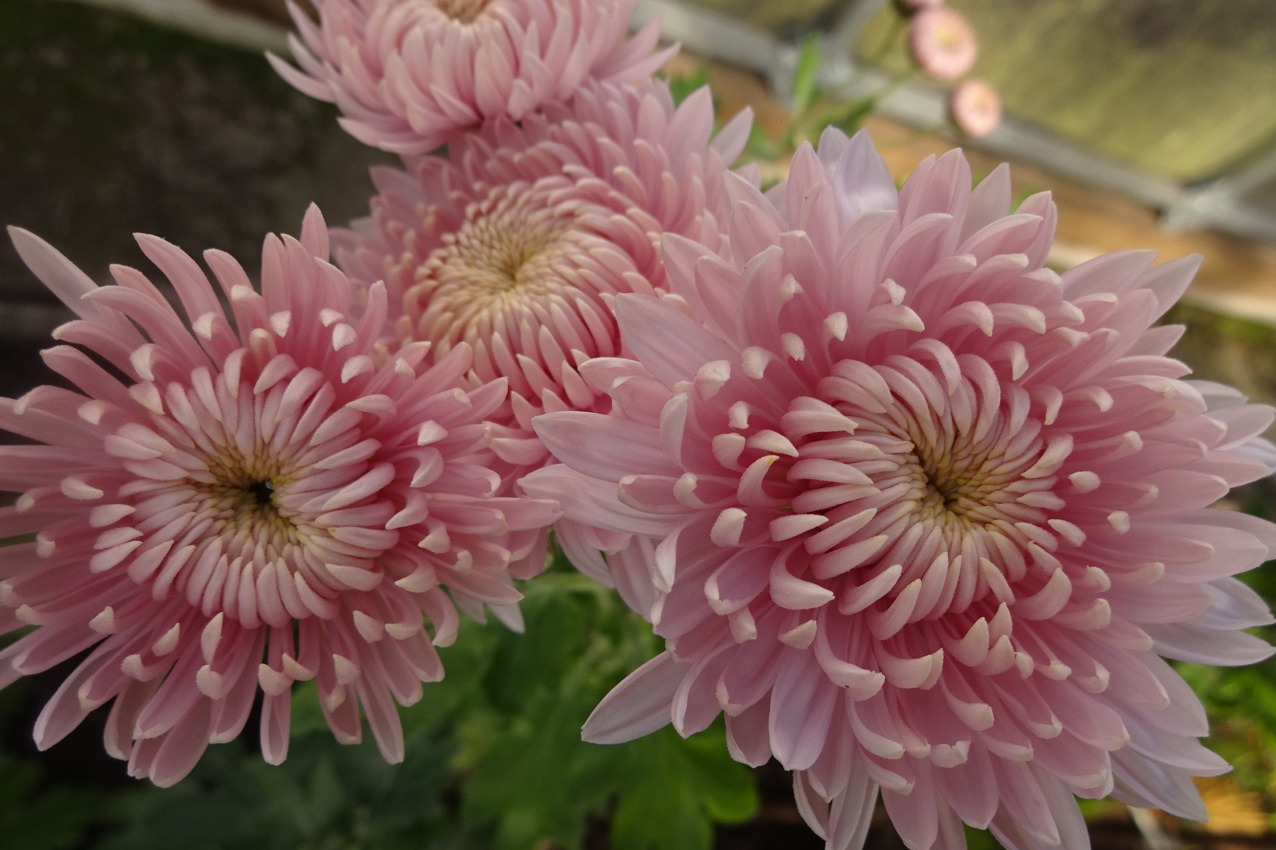 Хризантема Chrysanthemum