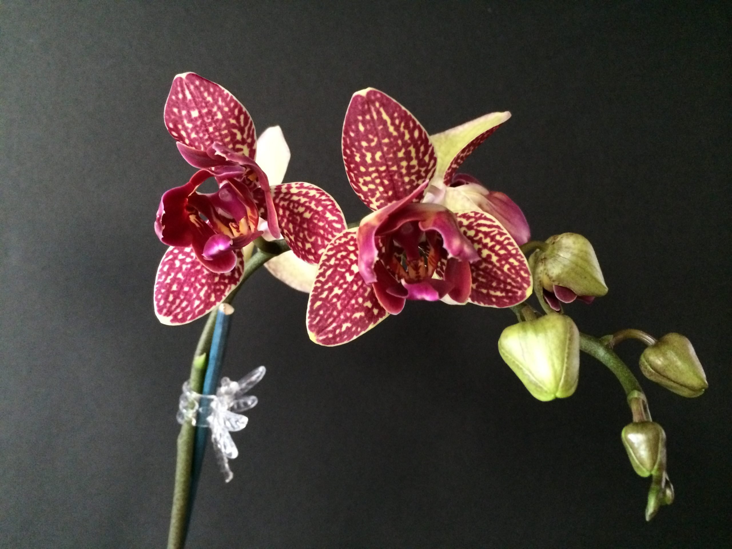Орхидея Фаленопсис Пелорик Россини-Сарасто 2 ст