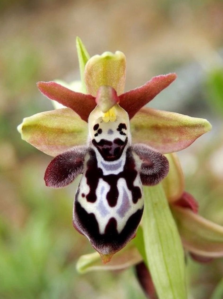 Клоун растение. Орхидея «смеющийся Шмель» (Ophrys bombyliflora). Фаленопсис Арлекин. Офрис оводоносная. Орхидея Арлекин.