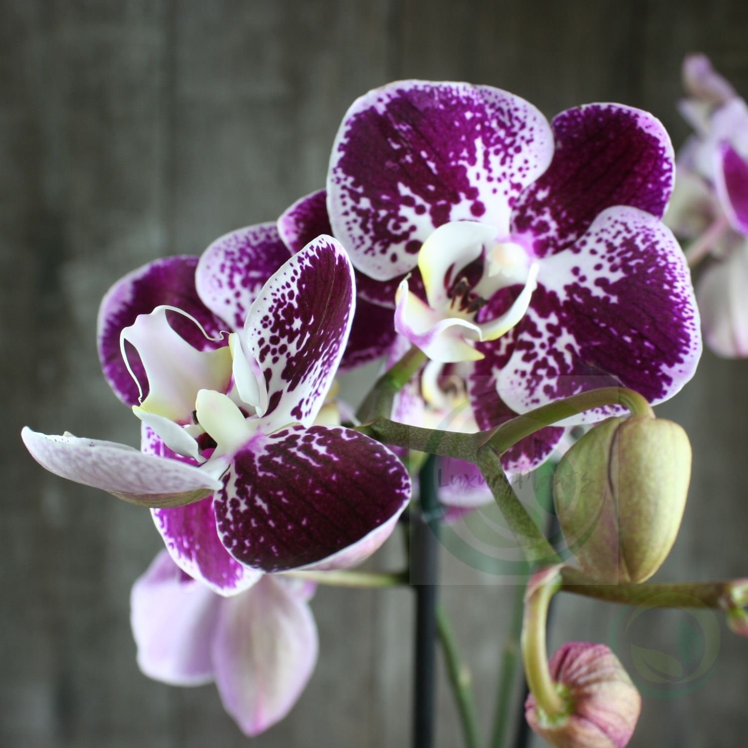 Байкальская орхидея - 59 фото