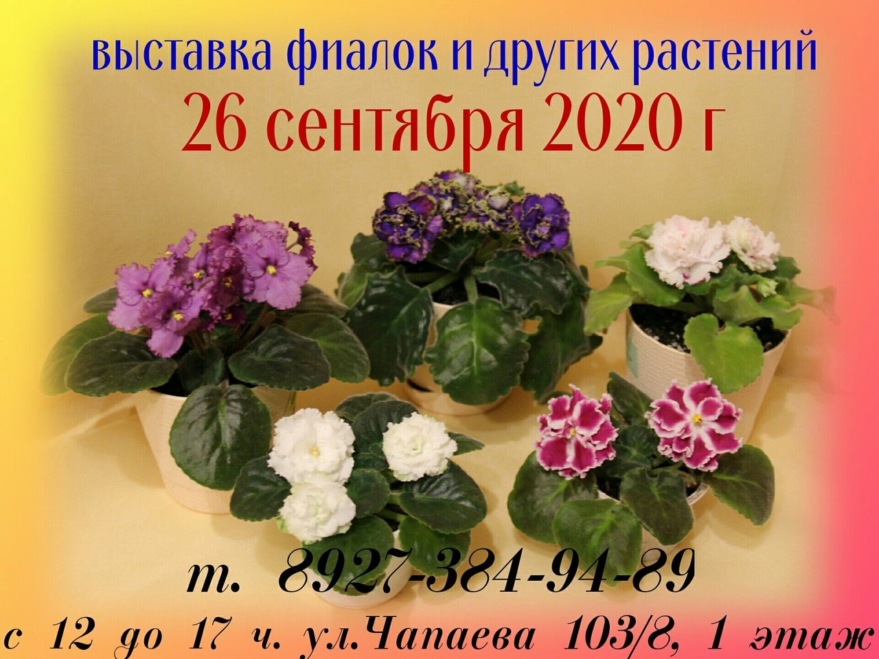 Выставка фиалок в мае 2024