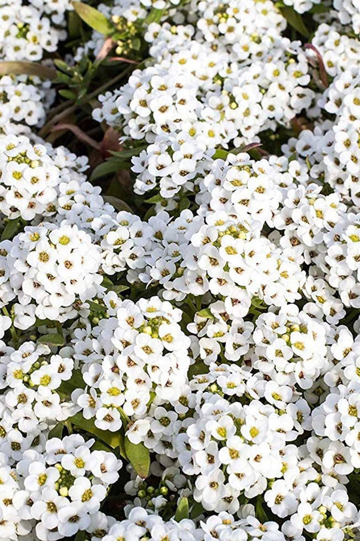 Алиссум Lobularia maritima