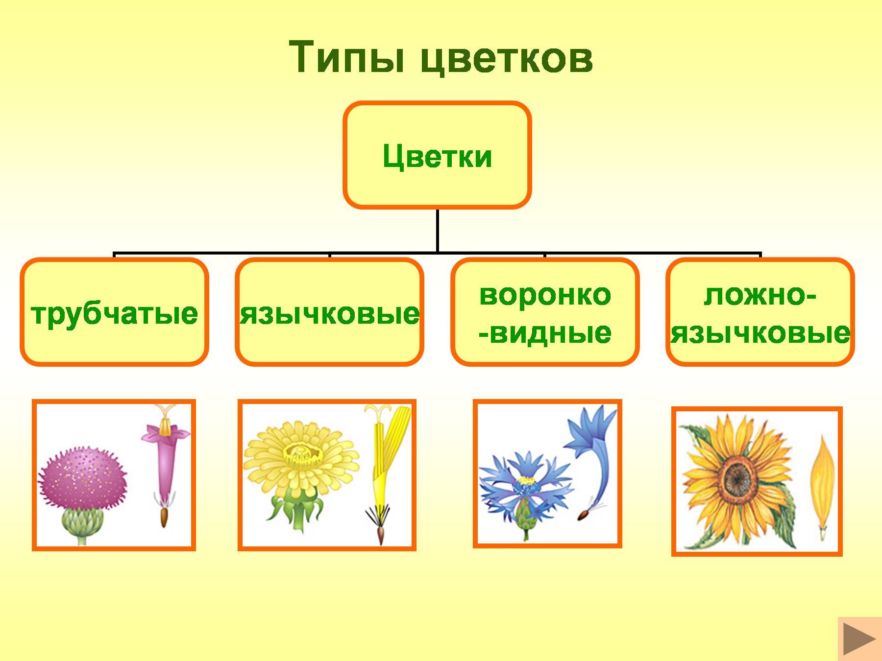 Типы цветов. Типы цветков сложноцветных. Типы цветков сложноцветных трубчатые. Типы цветков семейства Астровые. Опыление сложноцветных.