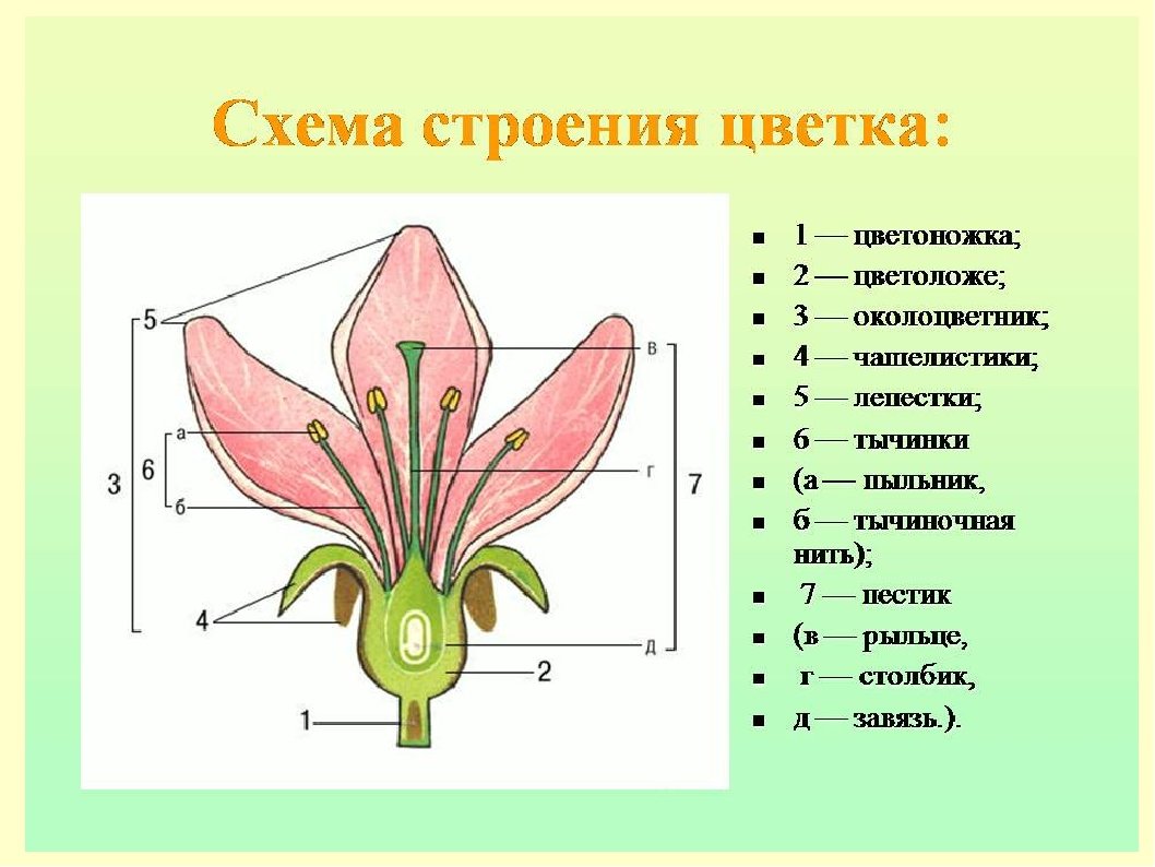 Тела растений имеет строение. Строение цветка цветоложе цветоножка. Цветоложе гинецей. Цветоножка цветоложе околоцветник. Схема строения цветка покрытосеменных.