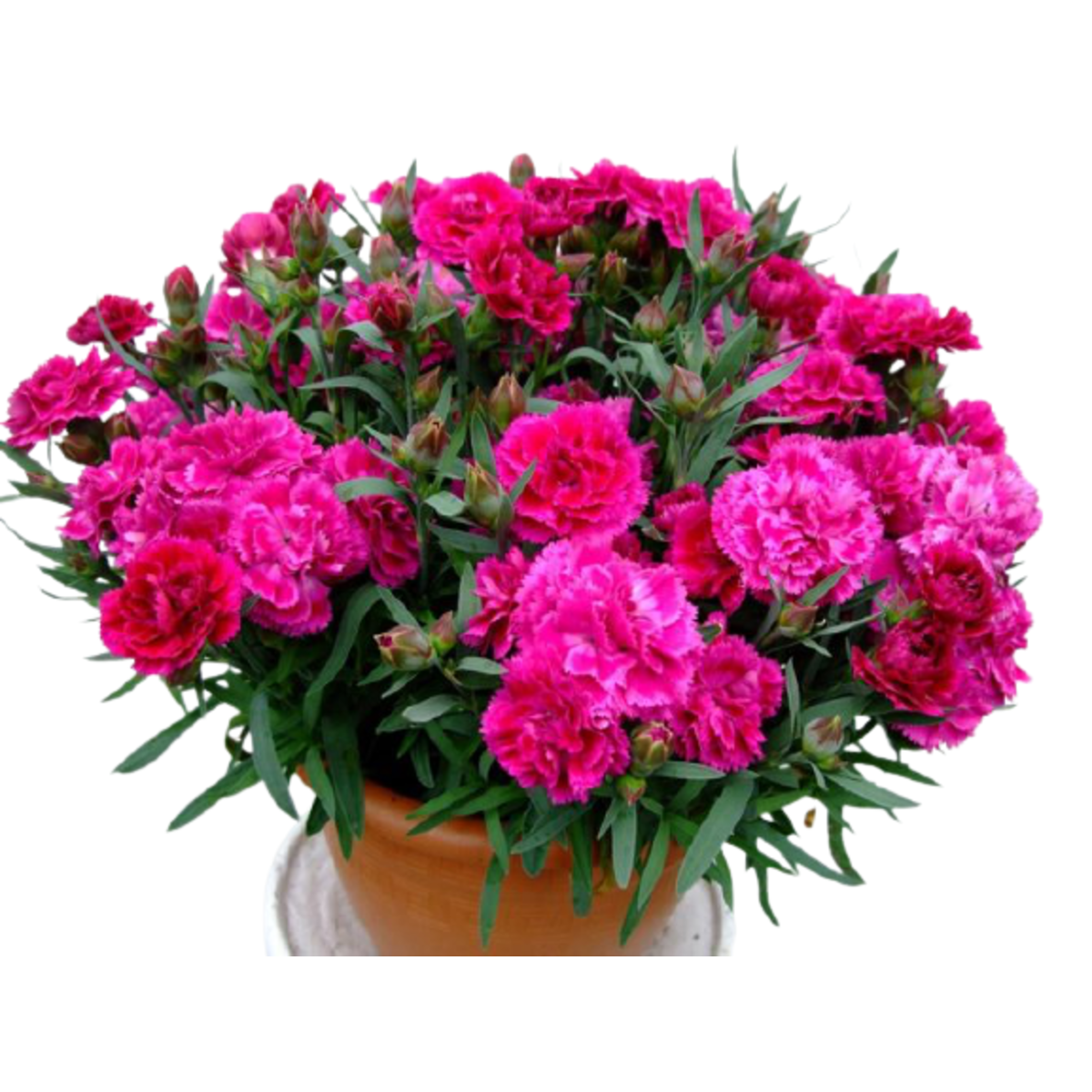 Dianthus Arabella Purple гвоздика