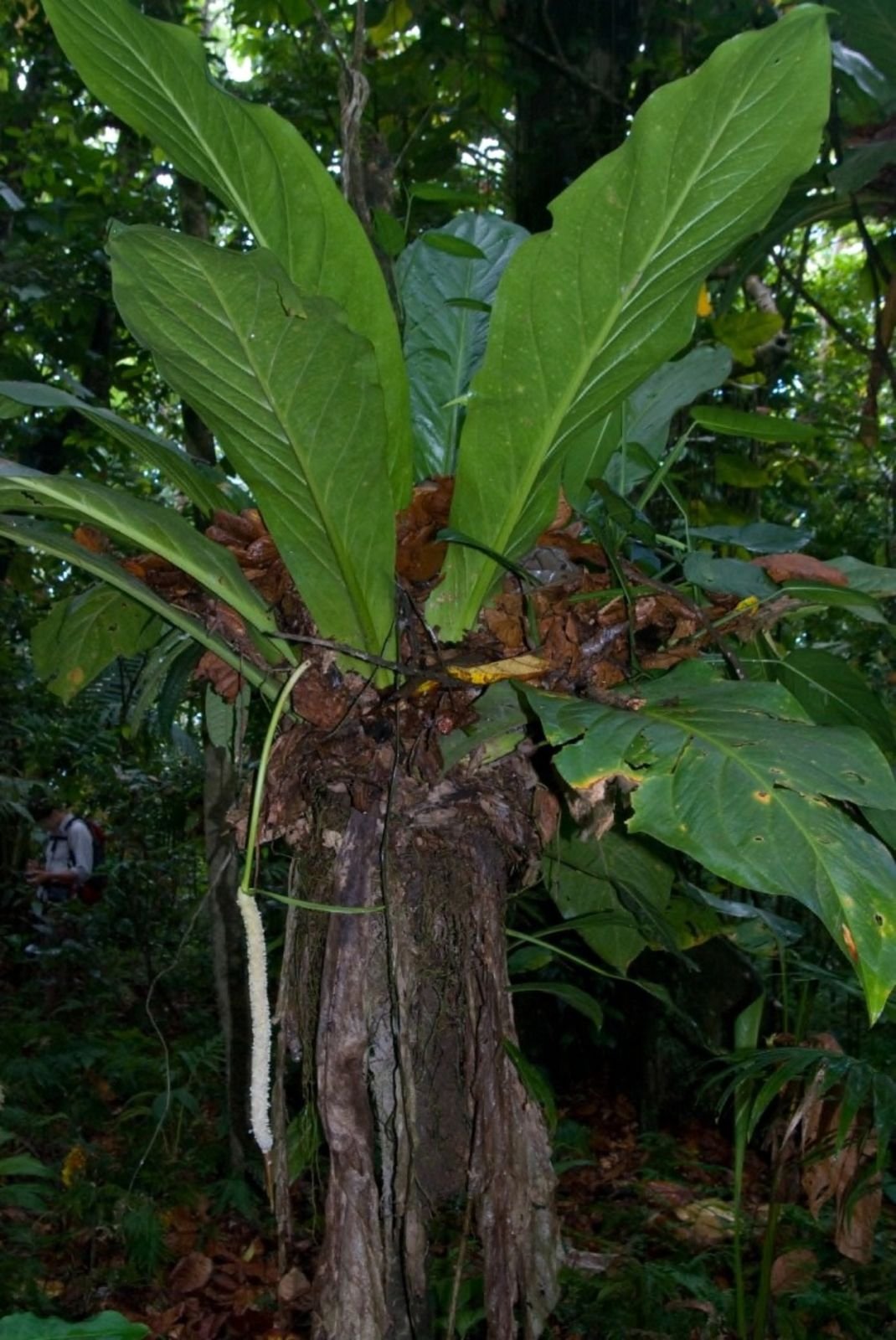 Anthurium hookeri. Антуриум Гукера вариегатный. Anthurium hookeri Mint Индонезия.