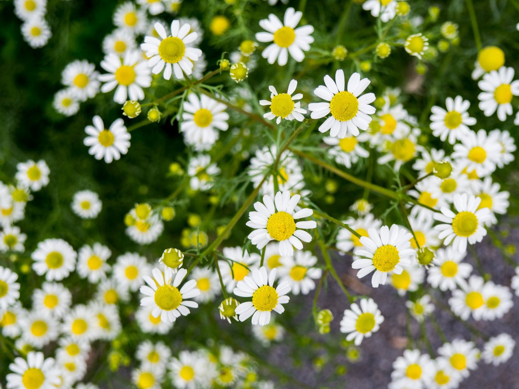 Ромашка мелкоцветная