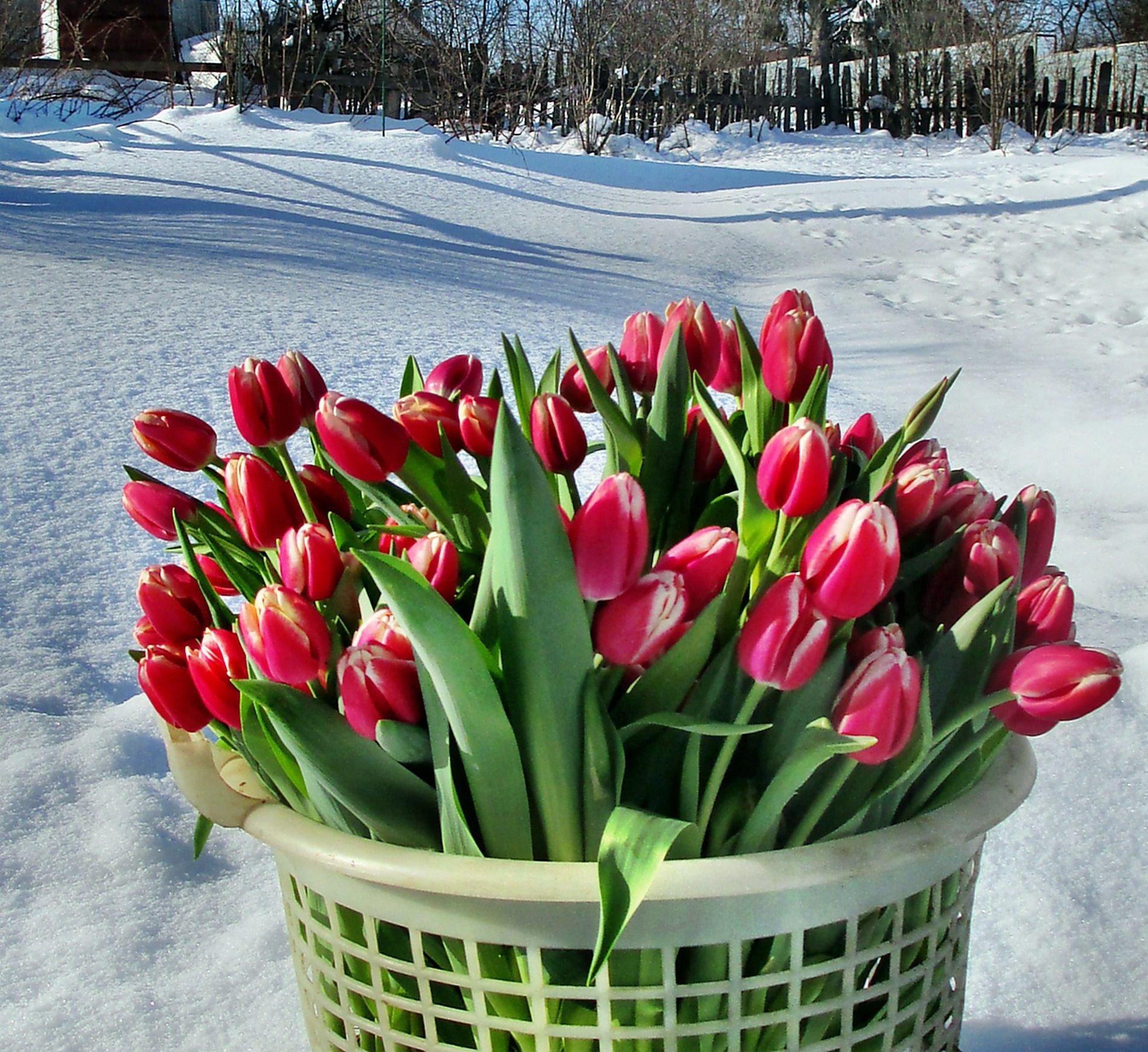 Доброе предпраздничное утро 8. Красивые тюльпаны. Весенние тюльпаны. Тюльпаны в снегу.