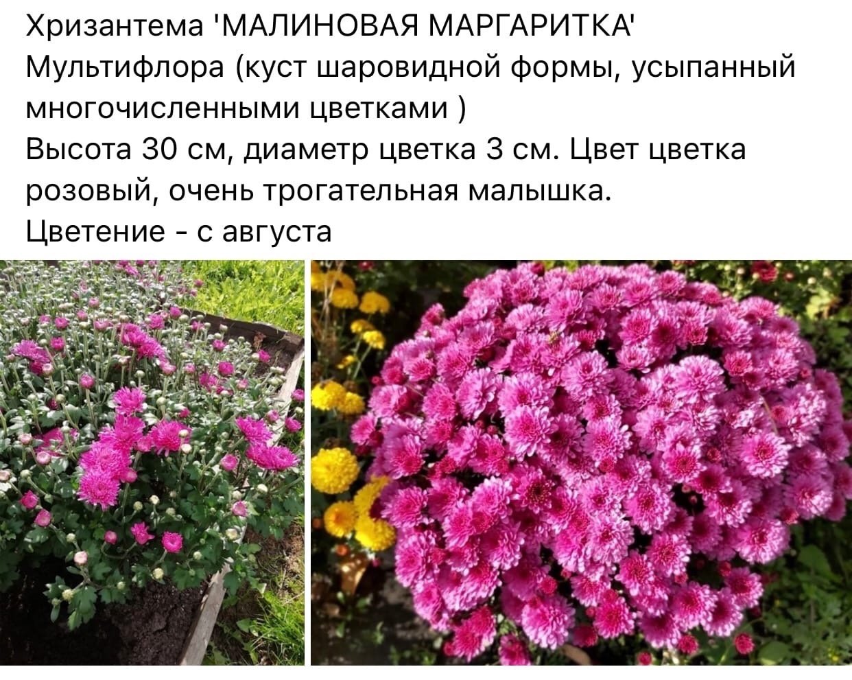 Хризантема малиновая Маргаритка