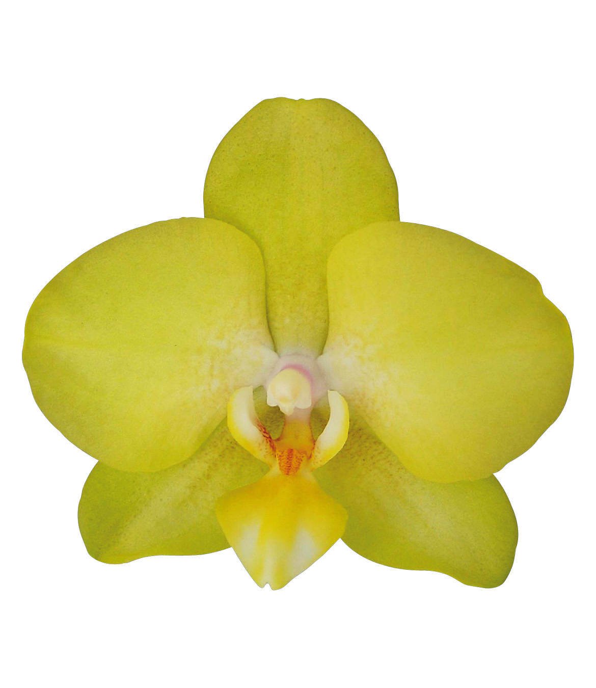 Фаленопсис Ямайка