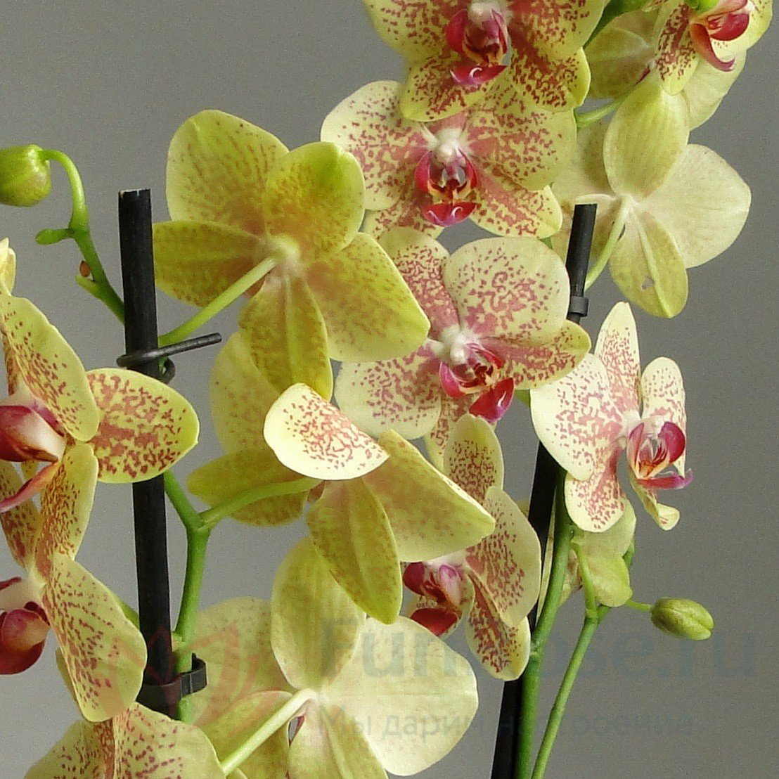 Орхидея ambiance Phalaenopsis