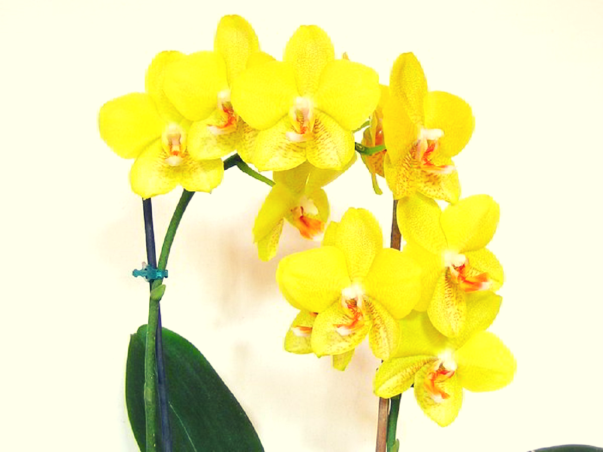 Орхидея фаленопсис