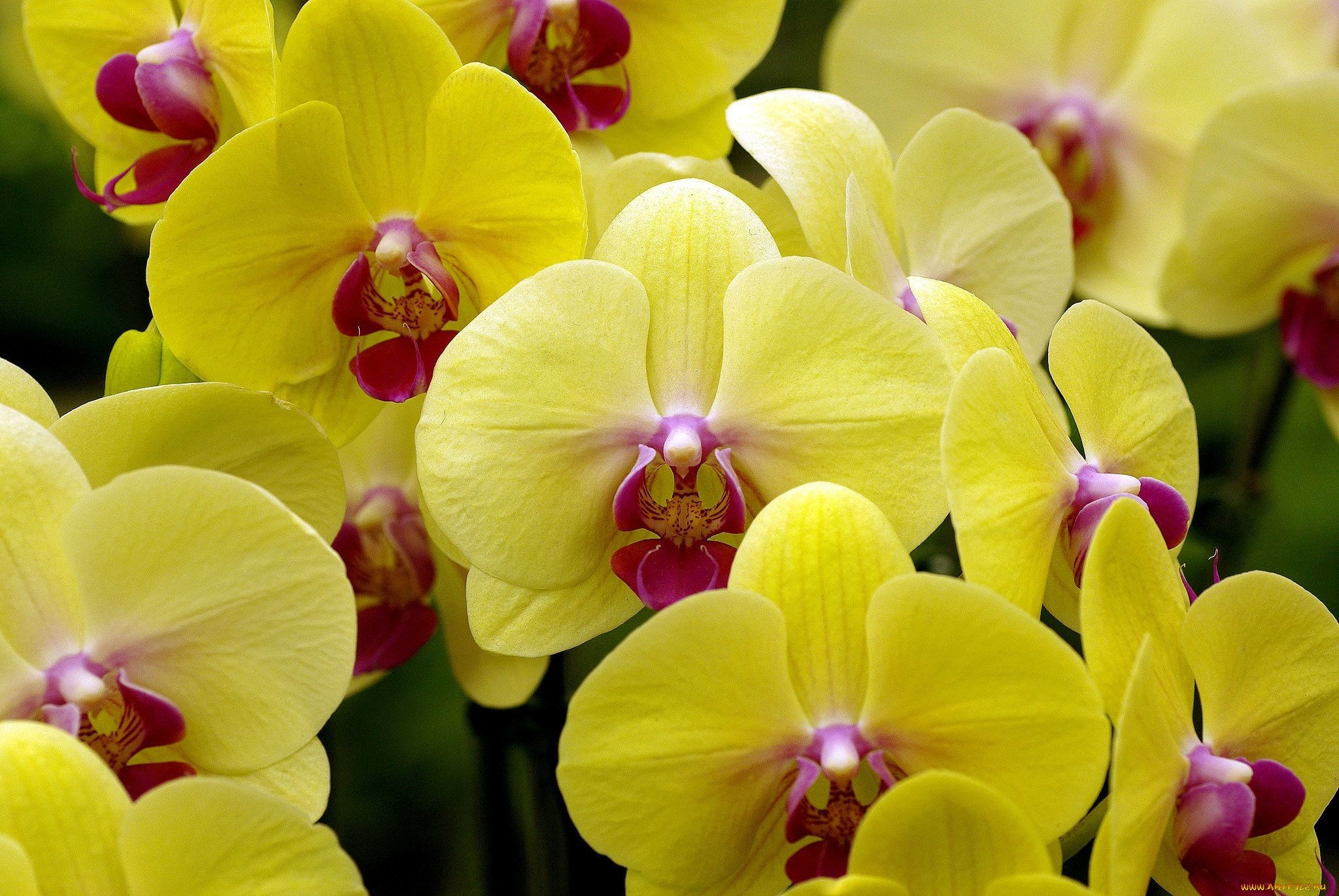 Красно желтая орхидея. Фаленопсис желтая Жемчужина. Фаленопсис Лаймлайт. Фаленопсис Еллоу Коу. Орхидея фаленопсис Еллоу.
