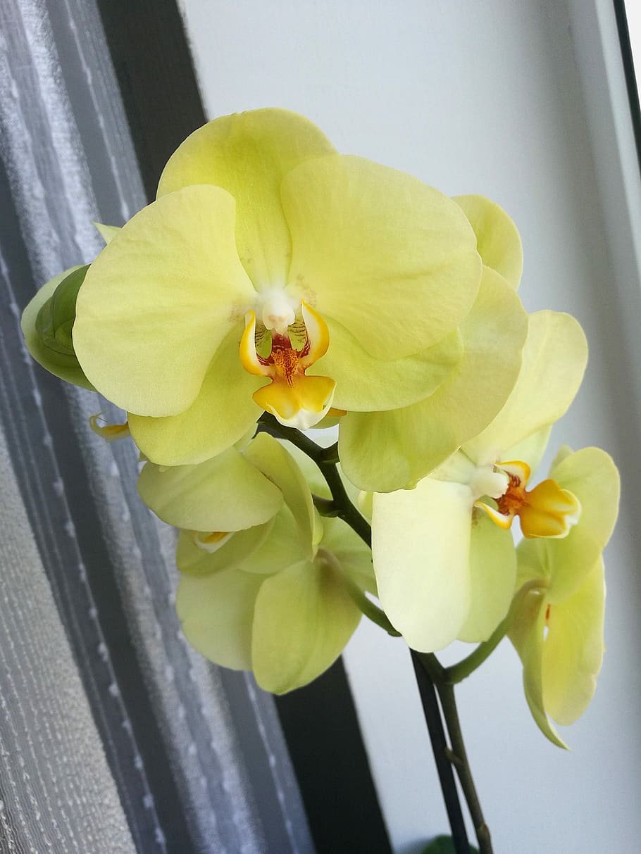 Фаленопсис Каррибиан Дрим