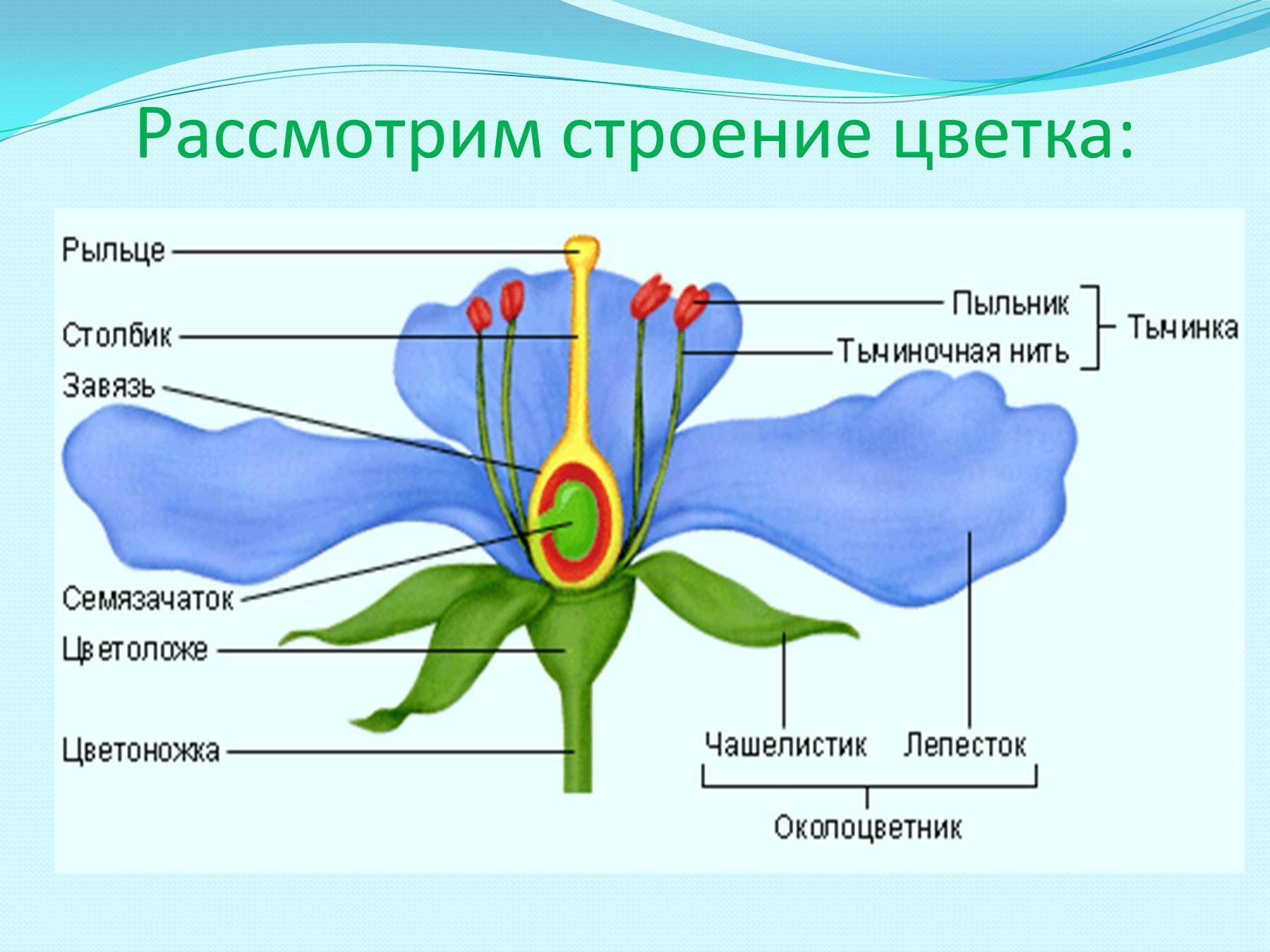 Хорошо строение. Тычиночная нить цветоножка завязь. Строение цветка чашелистик пыльник завязь. Строение цветка схема биология. Строение зачатка цветка.