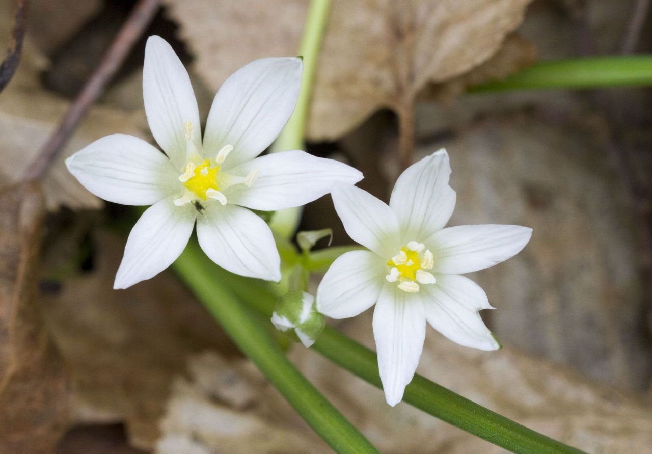 Цветущая звезда. Star of Bethlehem цветок. Вифлеемская звезда растение. Птицемлечник Вифлеемская звезда капли. Вифлеемская звезда rasteniye.