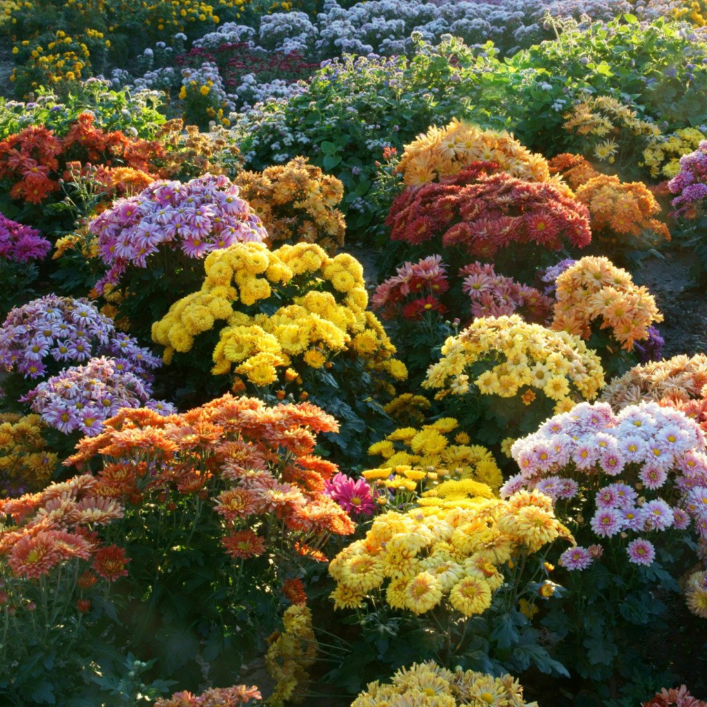 Хризантемы садовые многолетние для Урала
