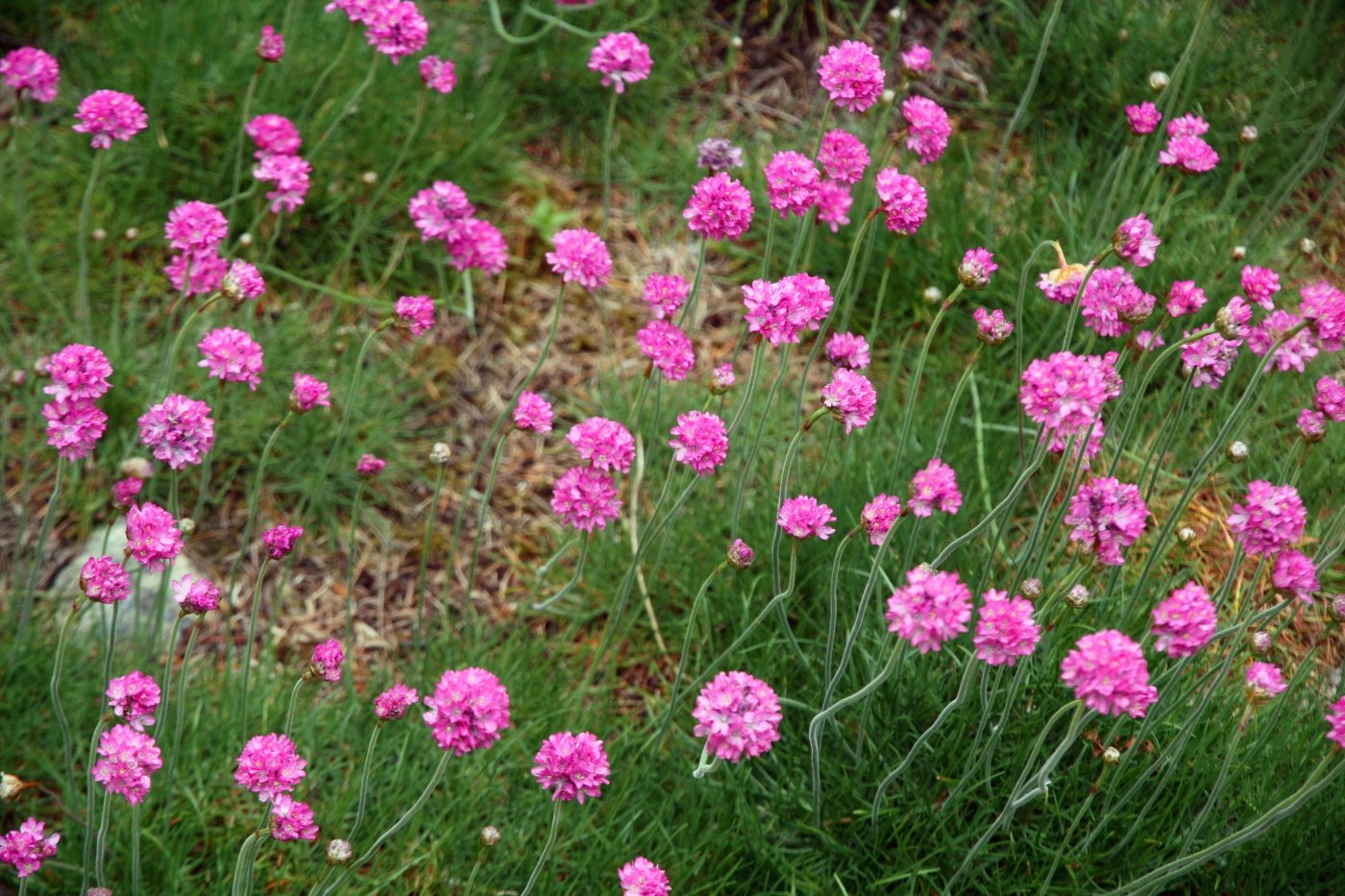 Армерия Приморская. Армерия многолетник. Армерия (растение). Armeria maritima.