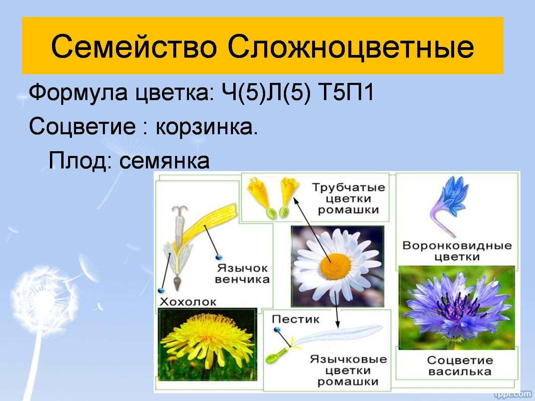 Семейство сложноцветные, астровые, краткое описание