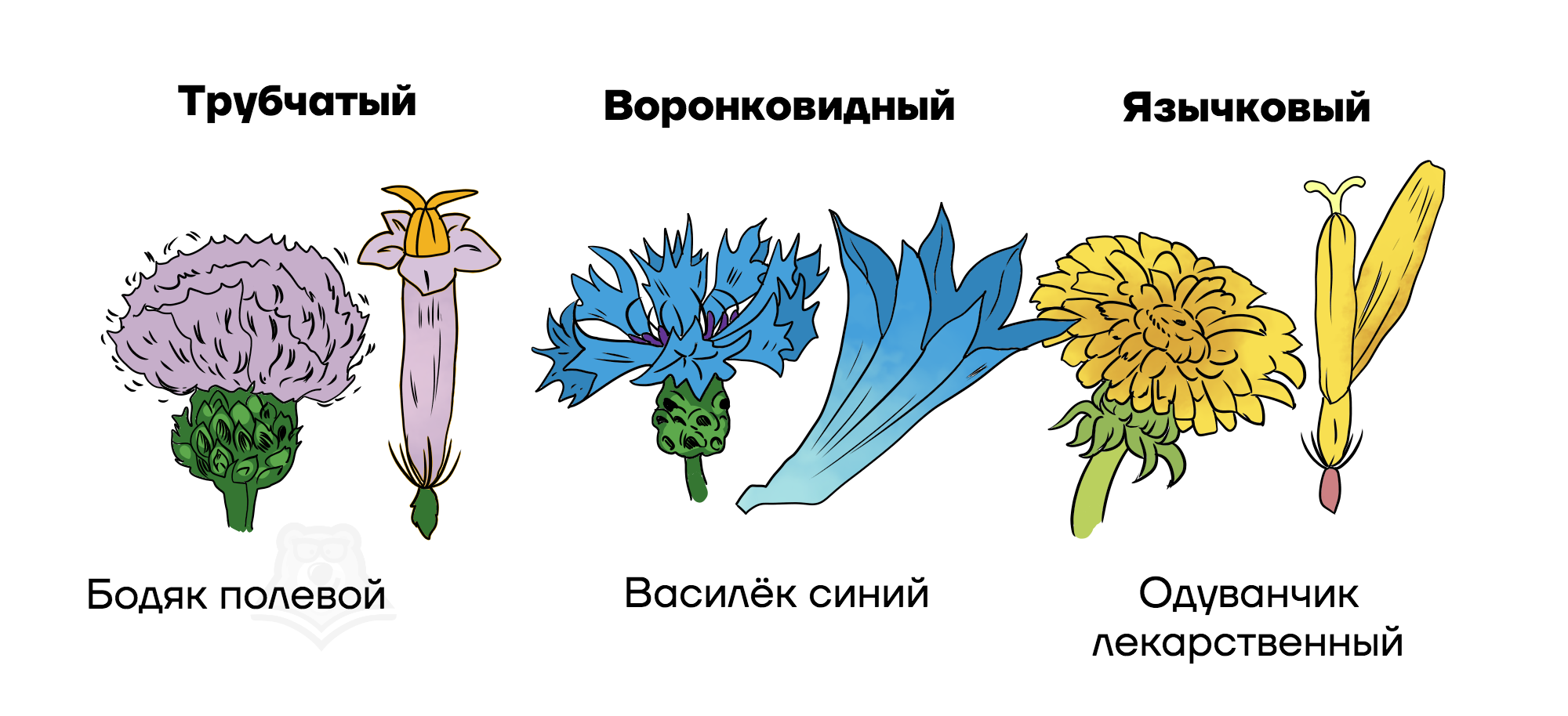 Семейства сложноцветные и мотыльковые. Цветок астровых. Типы цветков сложноцветных. Соцветие астровых. Двугубые цветки сложноцветных.