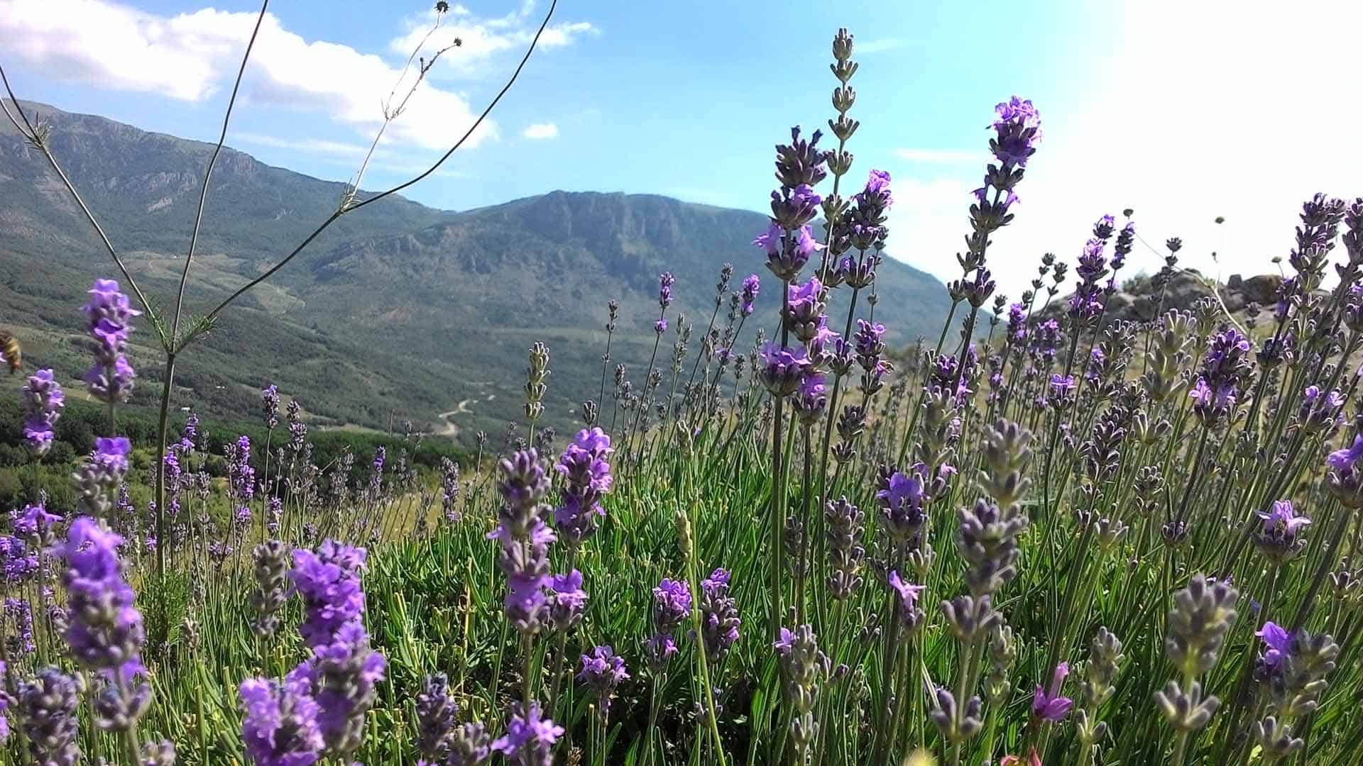 Лаванда горная лаванда. Лаванда Демерджи. Демерджи Алушта Лаванда. Гора Демерджи Лавандовое поле. Лавандовые поля в Алуште.