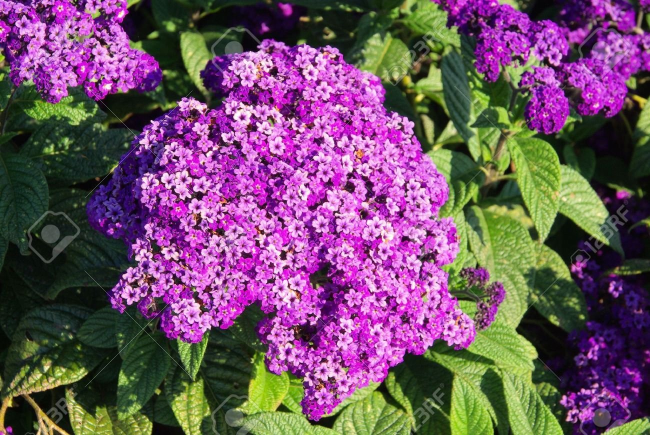 Гелиотроп цветок. Цветок однолетник гелиотроп. Гелиотроп (Heliotropium arborescens) Marine.