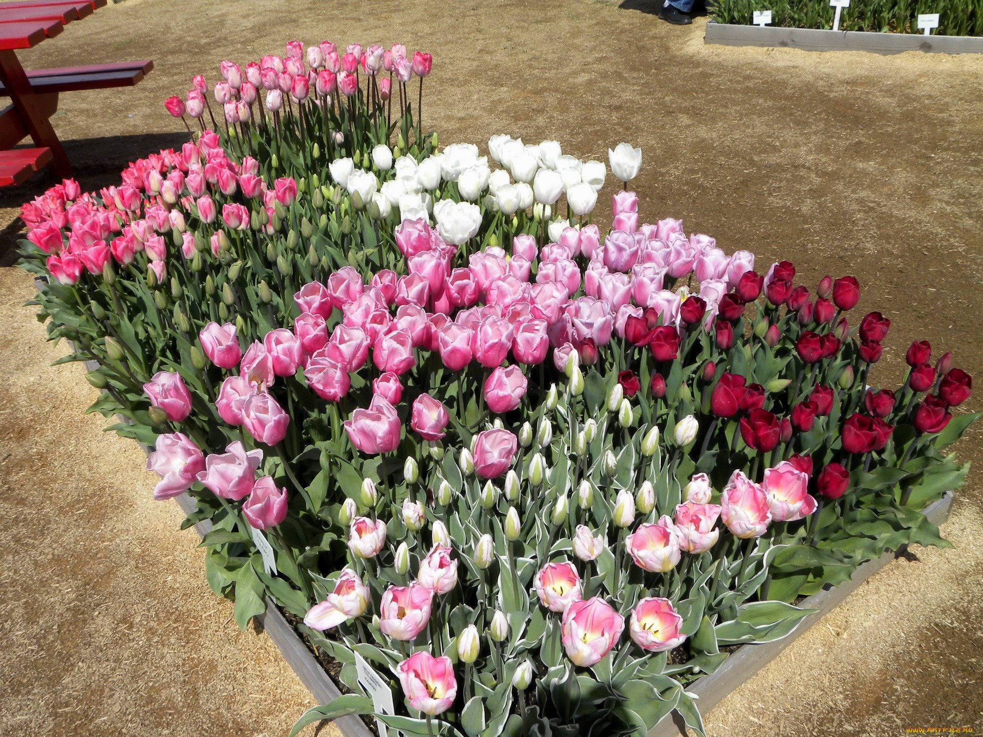 Бордюрные тюльпаны. Тюльпановая клумба. Тюльпан пионовидный розовый. Тюльпан Уайт Пинк.