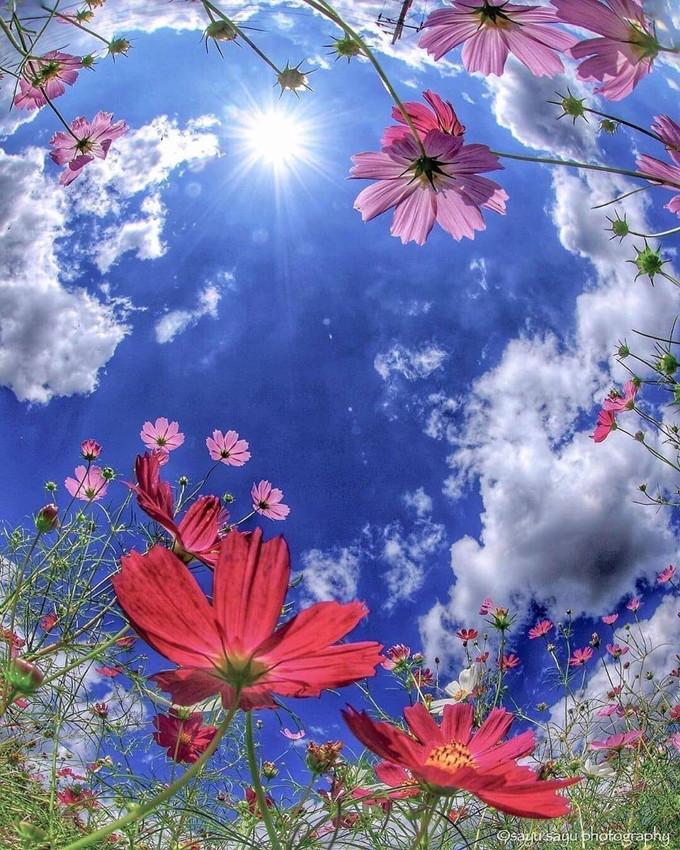 Цветы и небо - 65 фото