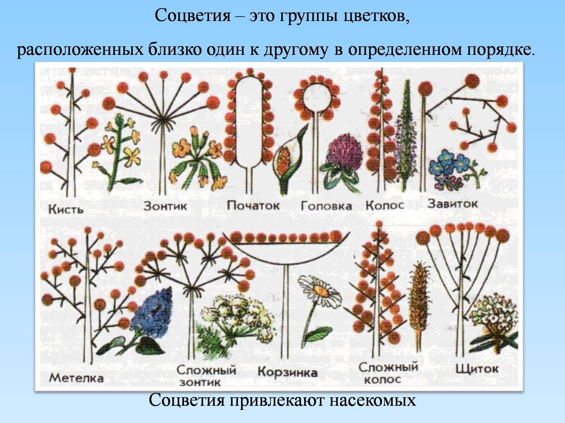 Рис какая группа растений