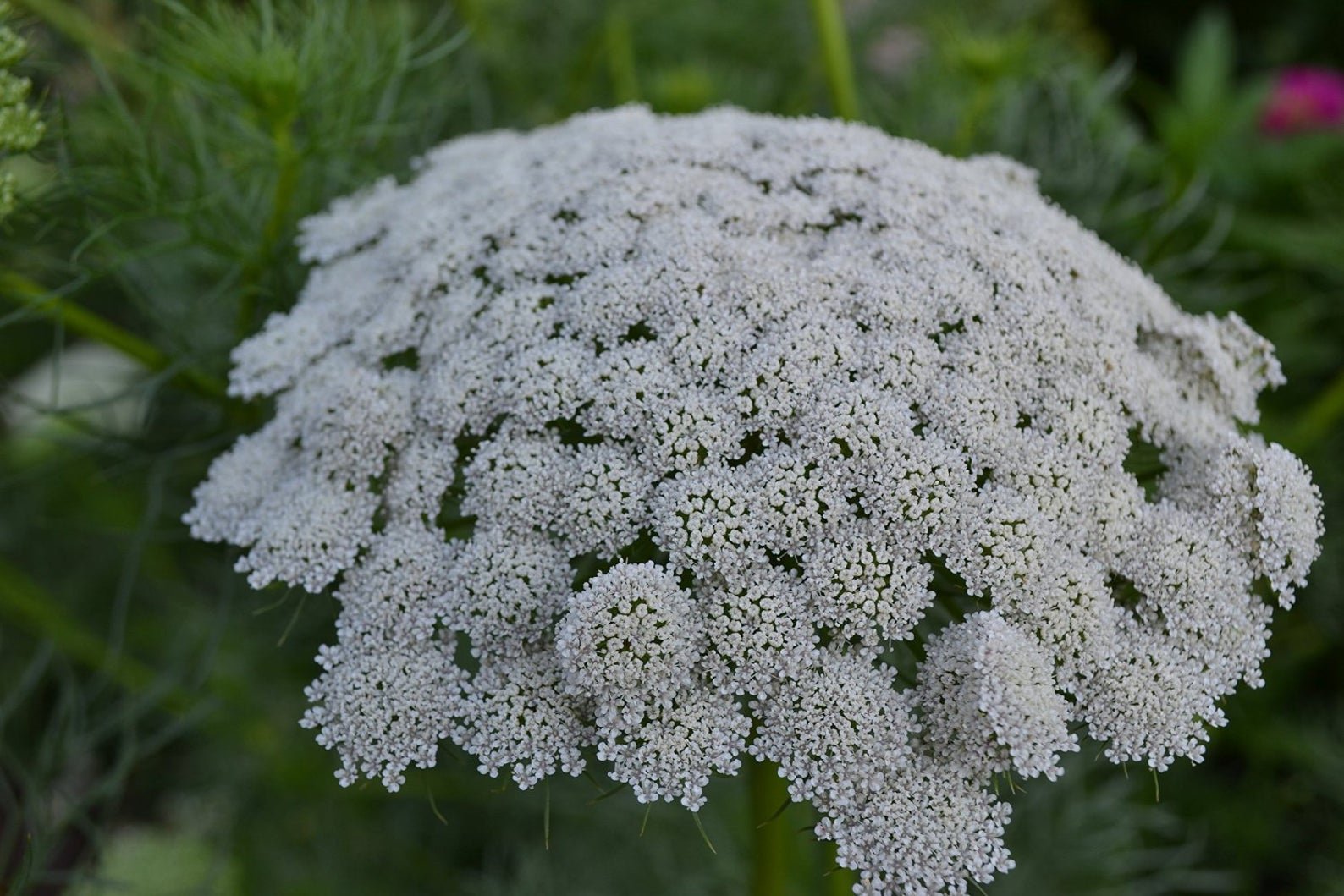 РђРјРјРё majus Visnaga