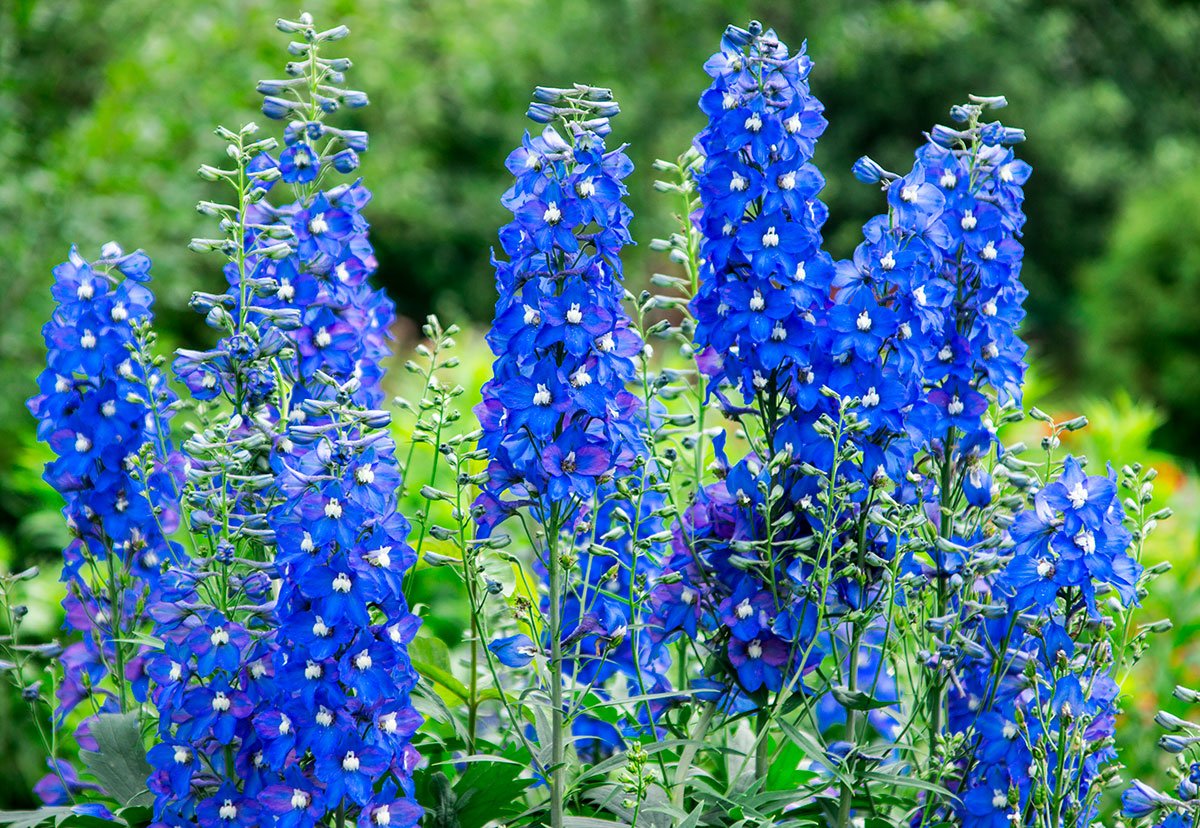 Дельфиниум гибридный. Шпорник дельфиниум. Дельфиниум Delphinium. Дельфиниум гибридный (живокость).