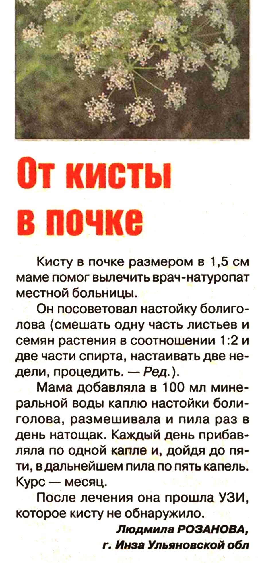 Средства от кисты почки. Лекарство от кисты почек. Народные средства от кисты почек. Трава от кисты почек. Народные средствп от кис на почке.