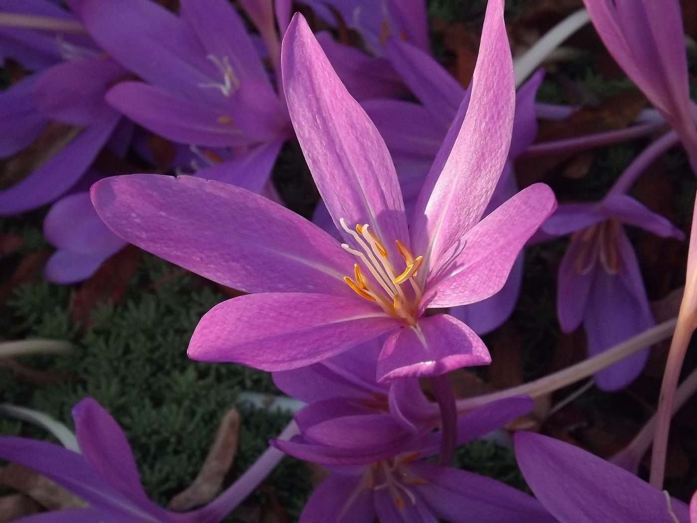 Безвременник великолепный Colchicum speciosum Stev